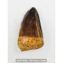 Mosasaur tooth 5.5cm x 3cm to sell