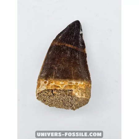 Dent de Mosasaure 5.5cm x 3.5cm à vendre