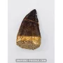 Dent de Mosasaure 5.5cm x 3.5cm à vendre