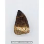 Dent de Mosasaure 5.5cm x 3.5cm à vendre