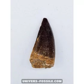 Mosasaur tooth 6.2cm x 3cm