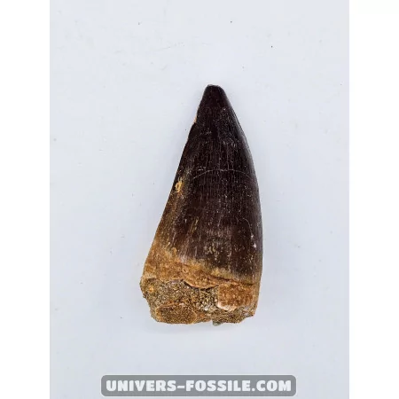 Mosasaur tooth 6.2cm x 3cm to sell