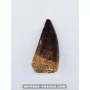 Mosasaur tooth 6.2cm x 3cm to sell