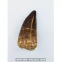 Mosasaur tooth 6.2cm x 3cm to sell