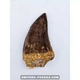 Dent de Mosasaure 5.5cm x 4cm à vendre