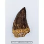 Mosasaur tooth 6cm x 3.3cm to sell