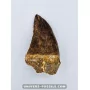 Mosasaur tooth 6cm x 3.3cm to sell