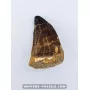 Mosasaur tooth 5.5cm x 4cm to sell