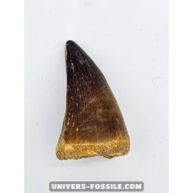 Mosasaur tooth 6cm x 3.5cm