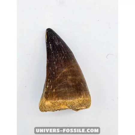 Dent de Mosasaure 6cm x 3.5cm à vendre