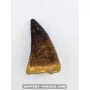 Dent de Mosasaure 6cm x 3.5cm à vendre