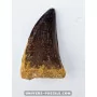 Dent de Mosasaure 6cm x 3.5cm à vendre