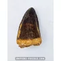 Mosasaur tooth 6cm x 3.5cm to sell