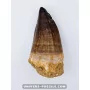 Mosasaur tooth 7.5cm x 4cm to sell
