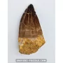 Mosasaur tooth 7.5cm x 4cm to sell
