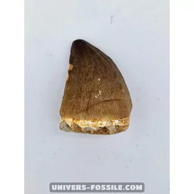 Mosasaur tooth 4cm x 3cm