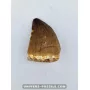 Mosasaur tooth 4cm x 3cm to sell