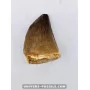 Mosasaur tooth 4cm x 3cm to sell