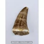Mosasaur tooth 4cm x 2.5cm to sell
