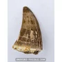 Mosasaur tooth 4cm x 2.5cm to sell
