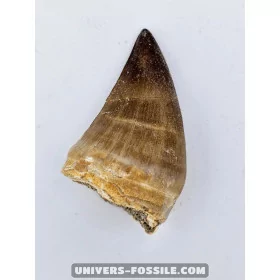 Mosasaur tooth 4cm x 2.5cm