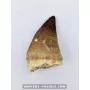 Mosasaur tooth 4cm x 2.5cm to sell