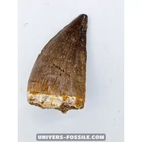 Mosasaur tooth 4.5cm x 2.7cm