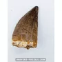 Mosasaur tooth 4.5cm x 2.7cm to sell