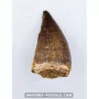 Mosasaur tooth 4.5cm x 2.7cm to sell