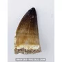 Mosasaur tooth 4.5cm x 2.7cm to sell