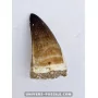 Mosasaur tooth 4.5cm x 2.7cm to sell
