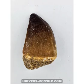 Mosasaur tooth 4cm x 2.5cm