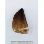 Dent de Mosasaure 4cm x 2.5cm à vendre