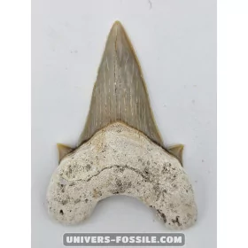 Tooth of the shark Otodus Obliquus 7cm