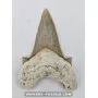 Dent de requin Otodus Obliquus 7cm à vendre