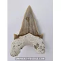Dent de requin Otodus Obliquus 7cm à vendre