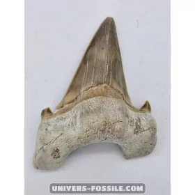 Tooth of the shark Otodus Obliquus 7cm