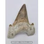 Tooth of the shark Otodus Obliquus 7cm to sell