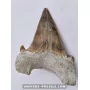 Tooth of the shark Otodus Obliquus 7cm to sell