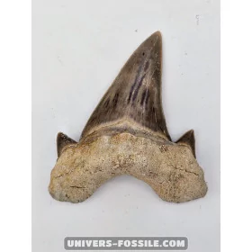 Tooth of the shark Otodus Obliquus 6.5cm