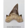 Dent de requin Otodus Obliquus 6.5cm à vendre