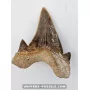 Dent de requin Otodus Obliquus 6.5cm à vendre