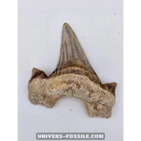 Tooth of the shark Otodus Obliquus 6cm