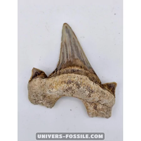 Tooth of the shark Otodus Obliquus 6cm to sell