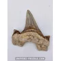 Tooth of the shark Otodus Obliquus 6cm to sell