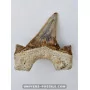 Tooth of the shark Otodus Obliquus 6cm to sell