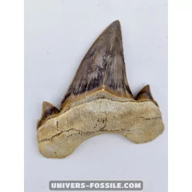 Tooth of the shark Otodus Obliquus 5.5cm