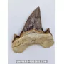 Tooth of the shark Otodus Obliquus 5.5cm to sell