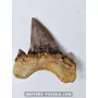 Tooth of the shark Otodus Obliquus 5.5cm to sell
