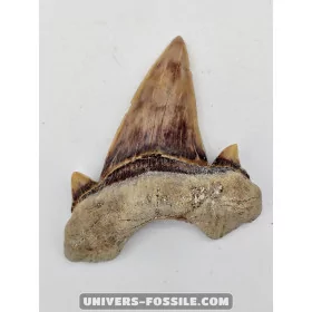 Tooth of the shark Otodus Obliquus 5.5cm